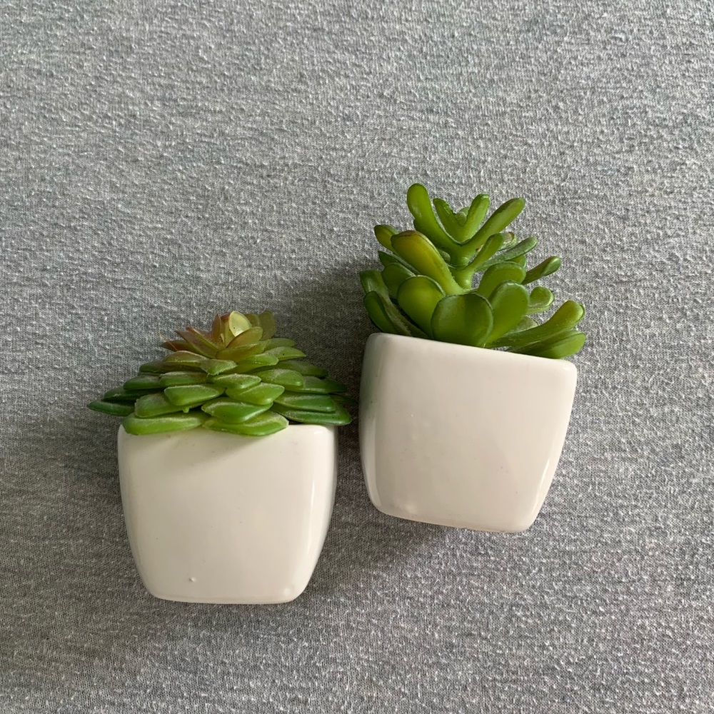 Urban Outfitters Mini Succulents
